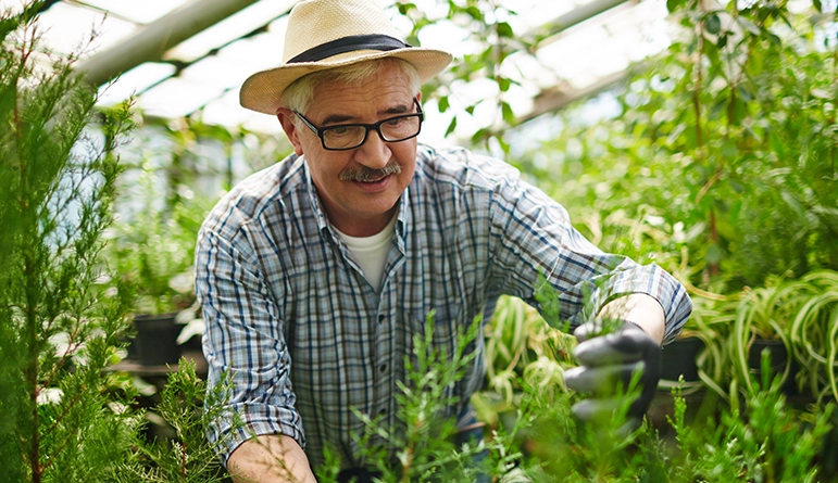 older man gardening in a greenhouse